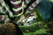 Mission golden-eyed tree frog {Trachycephalus resinifictrix} captive, from South America