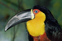 Ariel toucan {Ramphastos vitellinus ariel} captive, from Brazil