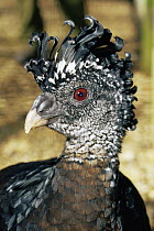 Great curassow {Crax rubra} female, captive, from Central America