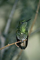 Buff tailed coronet {Boissonneaua flavescens} captive, from Andes, South America