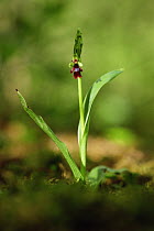 Fly orchid {Ophrys insectifera} with single flower, UK