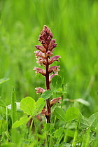 Lesser broomrape {Orobanche minor} with its host plant Clover, UK