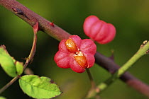Fruit of Spindle tree {Euonymus europaeus} UK