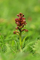 Frog orchid {Dactylorhiza viridis} UK