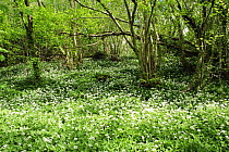 Yockletts Bank SSSI, Kent Wildlife Trust Reserve, mixed woodland on chalk with coppice and flowering Ransoms, Kent, UK