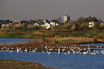 Gulls, Lapwings and Grey heron at the London Wetland Centre, Wildfowl and Wetlands Trust, on the banks of the River Thames at Barnes, London, UK