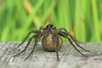 Raft spider {Dolomedes fimbriatus} female protecting her egg sac, UK