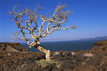 Isolated tree and volcanic rocks on shore of Lake Turkana, Kenya, 2006