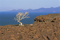 Isolated tree and volcanic rocks on shore of Lake Turkana, Kenya, 2006