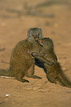 Dwarf mongoose {Helogale parvula} adult hugging young, Samburu NR, Kenya