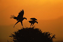 Secretary birds {Sagittarius serpentarius} pair landing on bush in silhouette at sunset, Masai Mara GR, Kenya