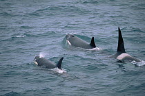 Killer whale {Orcinus orca} pod at surface, one blowing, Cape Kronotsky, Kamchatka Peninsula, Russia