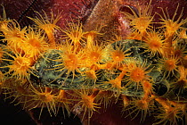 Golden encrusting anemone {Parazoanthus swiftii} on Green finger sponge {Iotrochata birotulata} Dominica, Caribbean