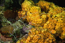 White tentacles of Spaghetti / Medusa worm {Terebellidae} stretch across yellow sponge to feed, Dominica, Caribbean