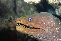 Fine spotted moray eel {Gymnothorax dovii} head portrait, Galapagos