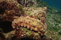 Mottled sea cucumber {Stichopus horrens} Galapagos