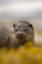 European river otter (Lutra lutra) portrait, Isle of Mull, Scotland, UK