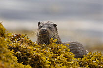 European river otter (Lutra lutra) adult amongst seaweed, Isle of Mull, Scotland, UK