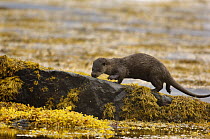 European river otter (Lutra lutra) adult investigating smells left along a rocky coastline, Isle of Mull, Scotland, UK