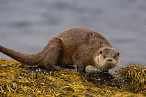 European river otter (Lutra lutra) adult on a rock surrounded by seaweed,  Isle of Mull, Scotland, UK