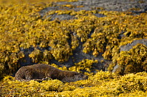 European river otter (Lutra lutra) adult resting amongst seaweed, Isle of Mull, Scotland, UK
