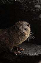 European river otter (Lutra lutra) adult on rocks, Isle of Mull, Scotland, UK