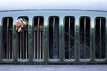 Dead goldfinch (Carduelis carduelis) trapped in radiator grill of truck, Alicante, Spain