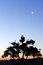 White storks (Cicconia cicconia) nesting in tree canopy at sunrise in Dehesa de Abajo protected area, Seville, Spain