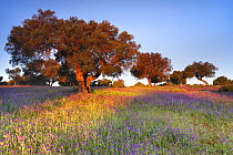 Wild olive trees (Olea europaea sylvestris) and purple meadow flowers in Dehesa de Abajo protected area, Seville, Spain