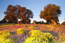 Wild olive trees (Olea europaea sylvestris) and purple meadow flowers in Dehesa de Abajo protected area, Seville, Spain