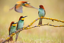 European bee eaters (Merops apiaster) on branch, with another coming in to land behind. Seville, Spain