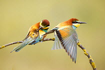 European bee eaters (Merops apiaster) preening and stretching on branch. Seville, Spain