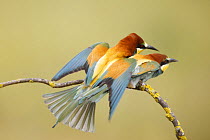 European bee eaters (Merops apiaster) mating on branch. Seville, Spain