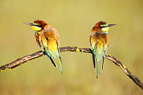 European bee eaters (Merops apiaster) perched on branch. Seville, Spain