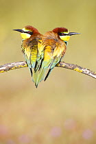 European bee eaters (Merops apiaster) perched close together on branch. Seville, Spain