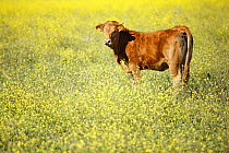 Young cattle in field with yellow flowers in field, Cadiz, Spain