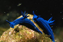 Pair of Blue striped nudibranch {Tambja mullineri} Galapagos