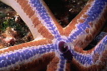 Sea star {Phataria unifascialis} expelling waste from its stomach, Galapagos