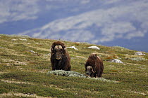 Two Muskox (Ovibos moschatus) grazing, Dovrefjell National Park, Norway