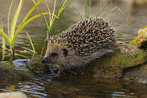 Hedgehog (Erinaceus europaeus) by water, La Rioja, Spain