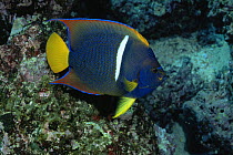 King angelfish {Holacanthus passer} Galapagos
