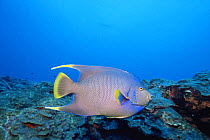 Natural hybrid cross between Blue angelfish {Holacanthus bermudensis} and Queen angelfish {Holacanthus ciliaris} Texas, Gulf of Mexico, USA