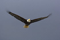 American bald eagle (Haliaeetus leucocephalus) flying in front of dark storm clouds, Prince Rupert, British Columbia, Canada