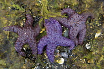 Three Ochre sea stars (Pisaster ochraceus) South East Alaska, USA