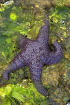 Ochre sea star (Pisaster ochraceus) on an algae covered rock, South East Alaska, USA