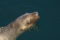 Steller / Northern sea lion (Eumetopias jubatus) at water surface, Frederick Sound, South East Alaska, USA, Threatened species (Endangered)