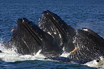 Humpback whales (Megaptera novaeangliae) lunge-feeding for herring (after bubble-netting), Frederick Sound, South East Alaska, USA, Endangered or threatened species (Vulnerable)