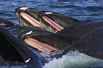 Humpback whales (Megaptera novaeangliae) feeding on herring, showing palate and baleen plates, Frederick Sound, South East Alaska, USA, Endangered or threatened species (Vulnerable)
