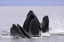 Humpback whales (Megaptera novaeangliae) lunge-feeding for herring (after bubble-netting), Frederick Sound, South East Alaska, USA, Endangered or threatened species (Vulnerable)