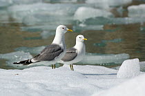 Two Common / Mew gulls (Larus canus) on ice floe, Tracy Arm, South East Alaska, USA